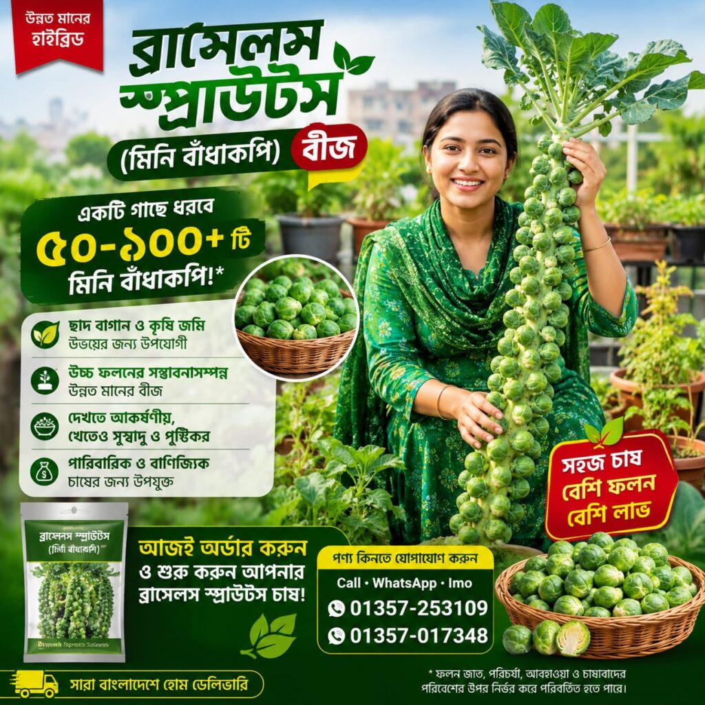 ব্রাসেলস স্প্রাউটস (মিনি বাঁধাকপি) বীজ