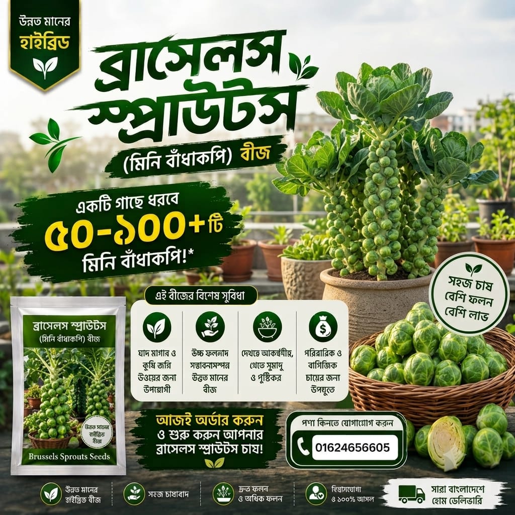 ব্রাসেলস স্প্রাউটস (মিনি বাঁধাকপি) বীজ