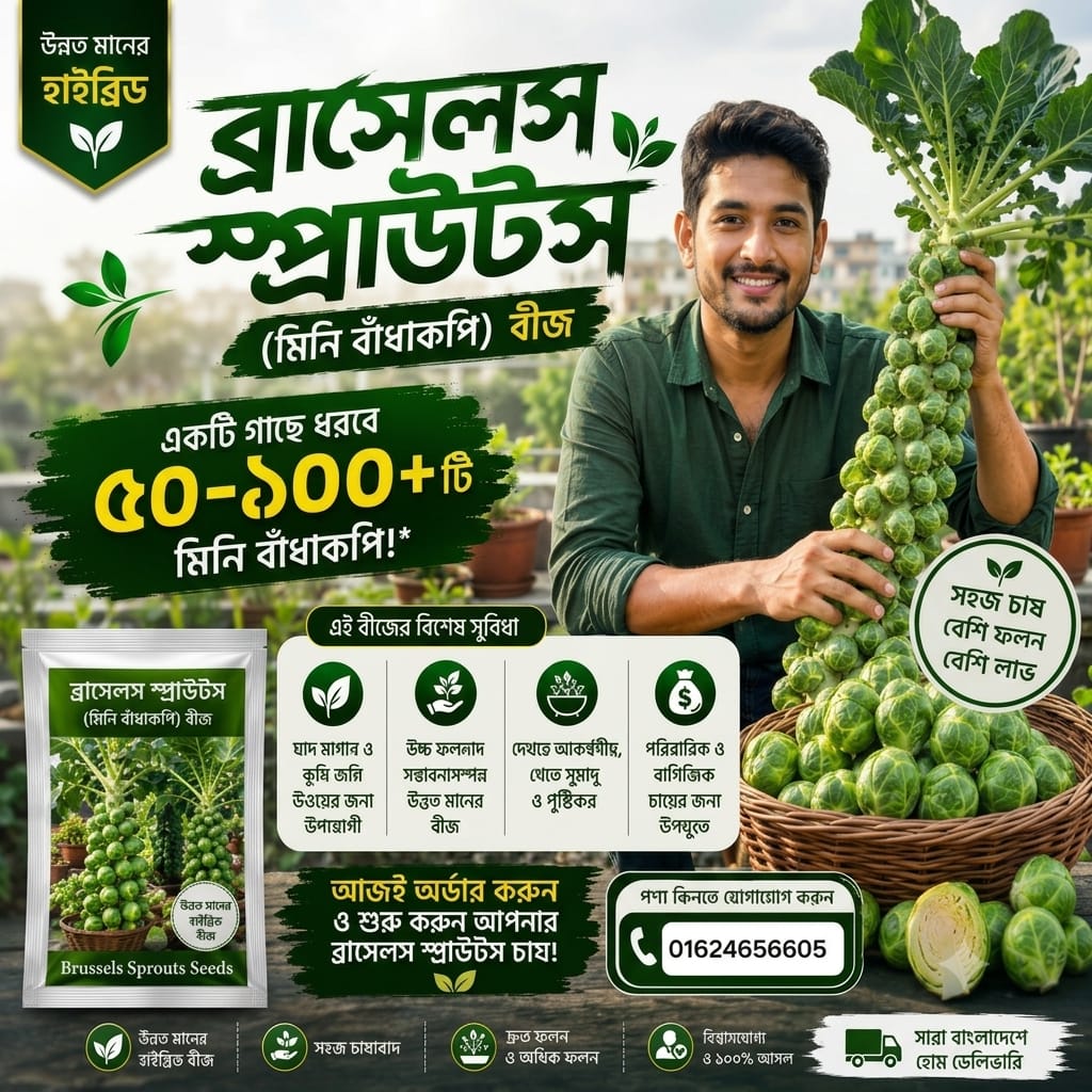 ব্রাসেলস স্প্রাউটস (মিনি বাঁধাকপি) বীজ