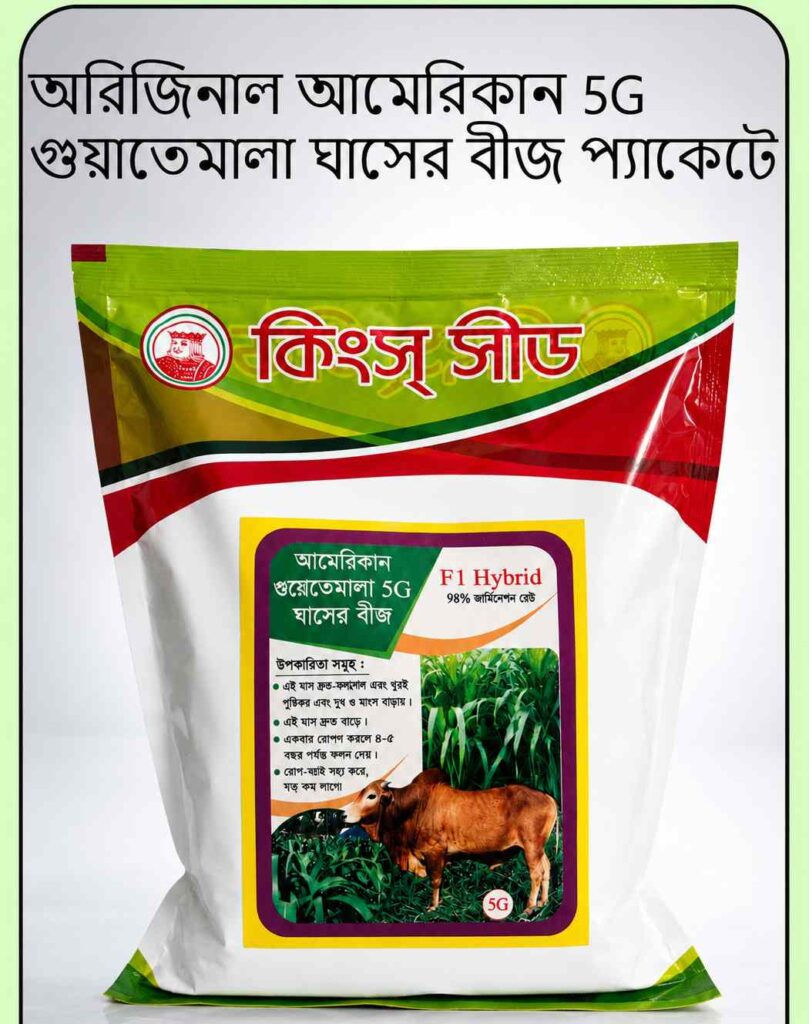 গুয়াতেমালা ঘাসের বীজ ১ কেজি