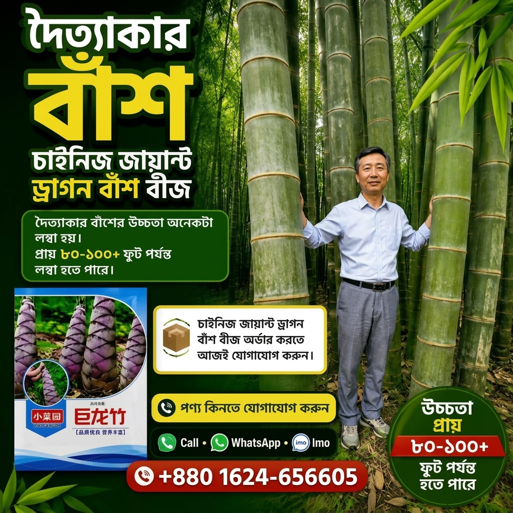 Giant Dragon Bamboo Seed